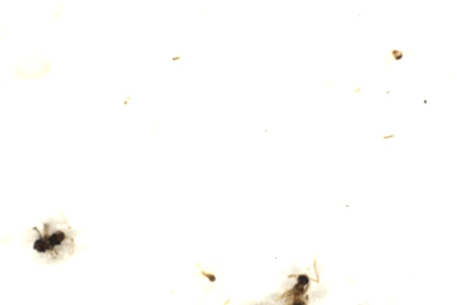 Image 106